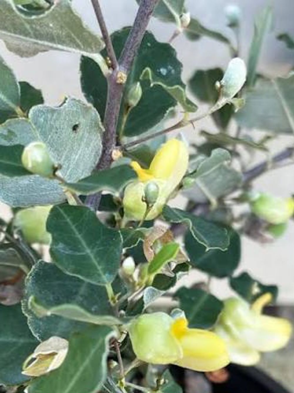 GASTROLOBIUM LEMON DROPS (14CM)