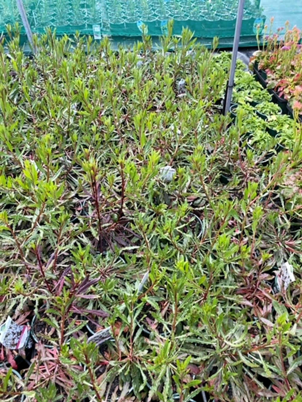Gaura lindheimeri Belleza White (14cm)