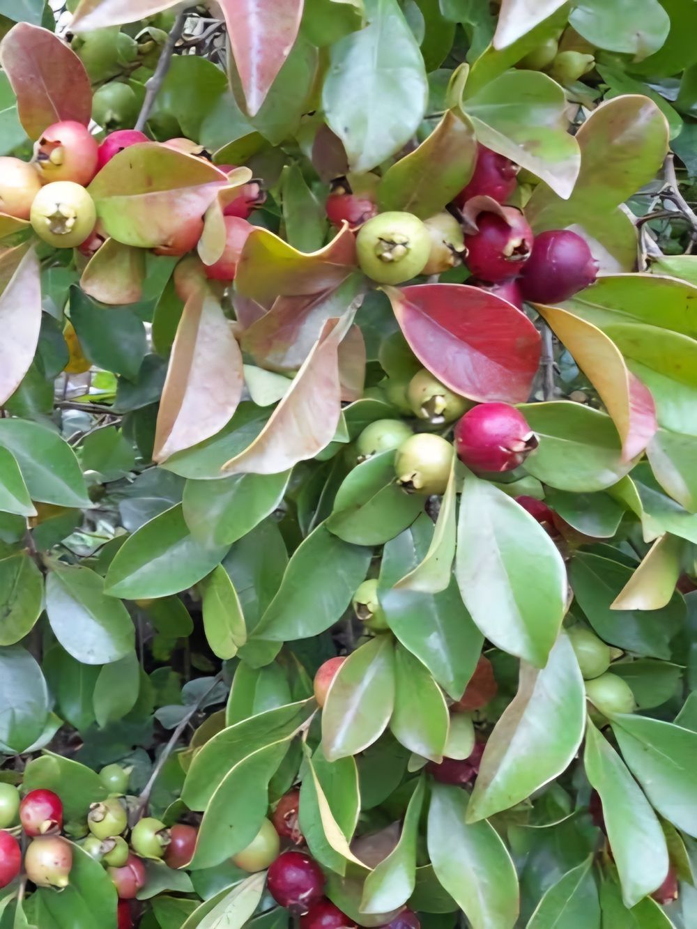 Guava Psidium cattleianum Red Cherry (25lt)