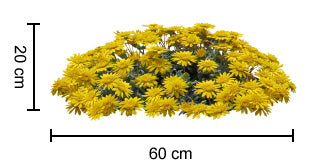 GAZANIA DOUBLE GOLD PBR (14CM)