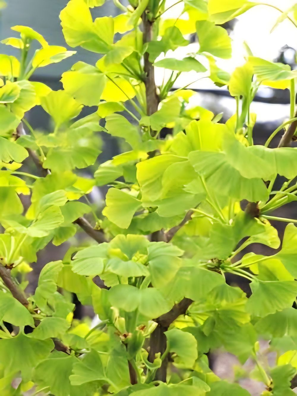 Ginkgo biloba Blagon Fanfare (35lt)