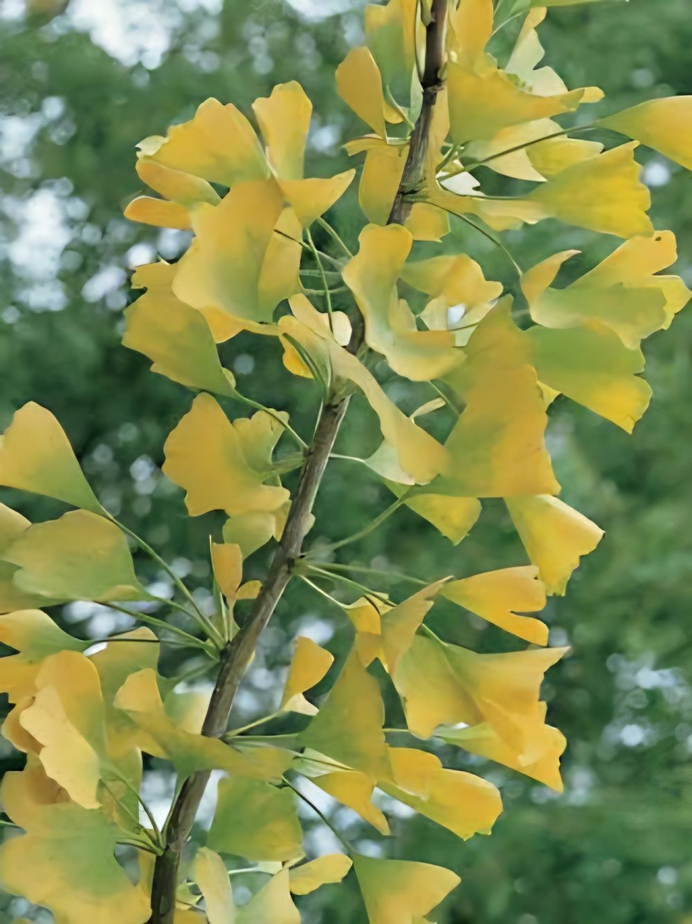 Ginkgo biloba lemon lime spire (35lt)