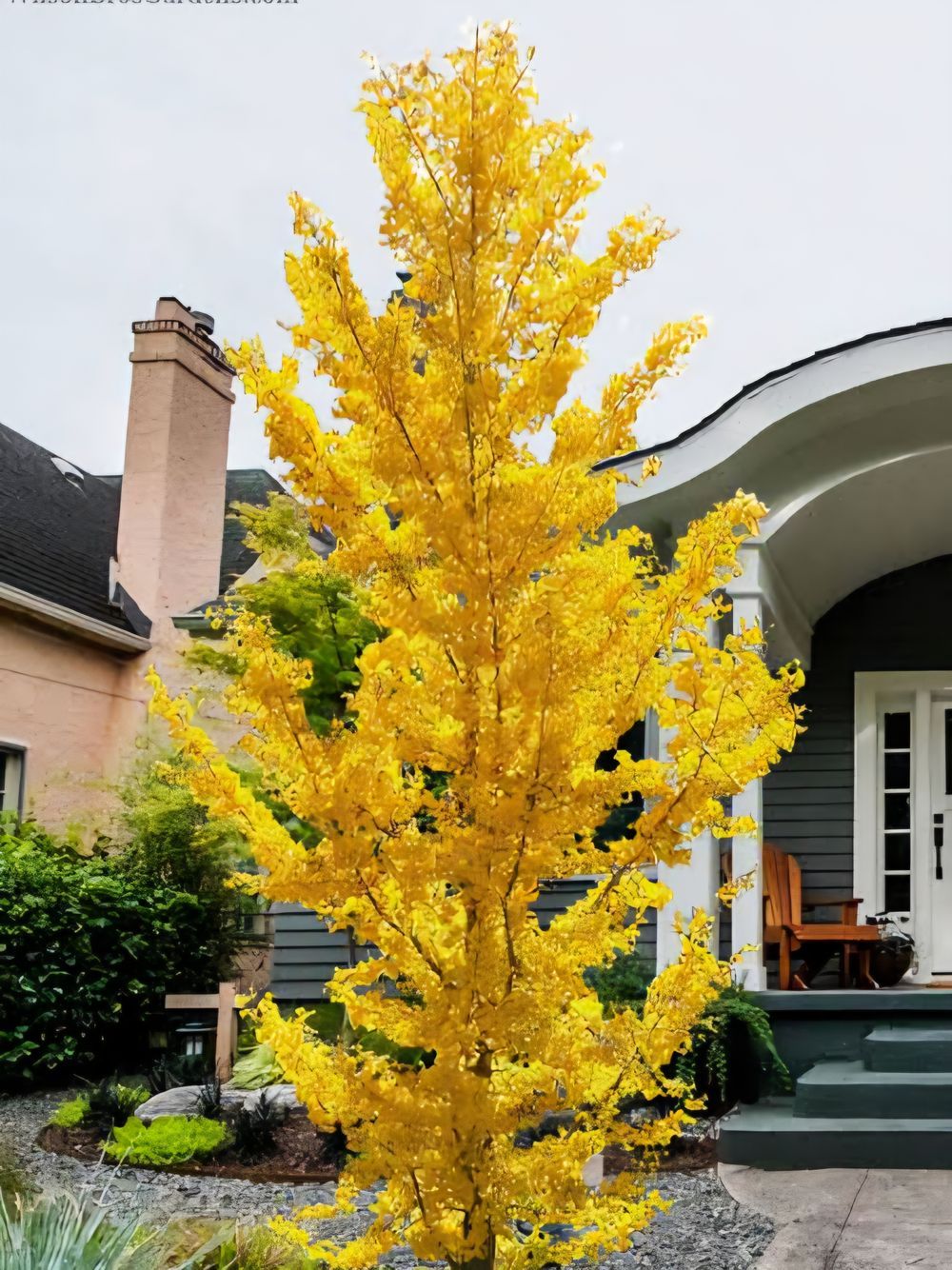 Ginkgo Princeton Sentry (35lt)