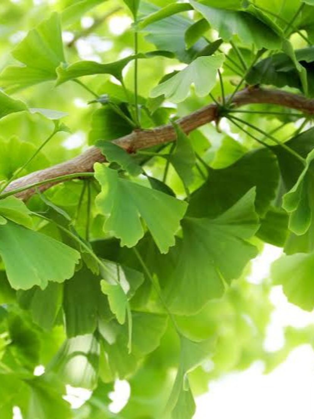 GINKGO BILOBA (35LT)