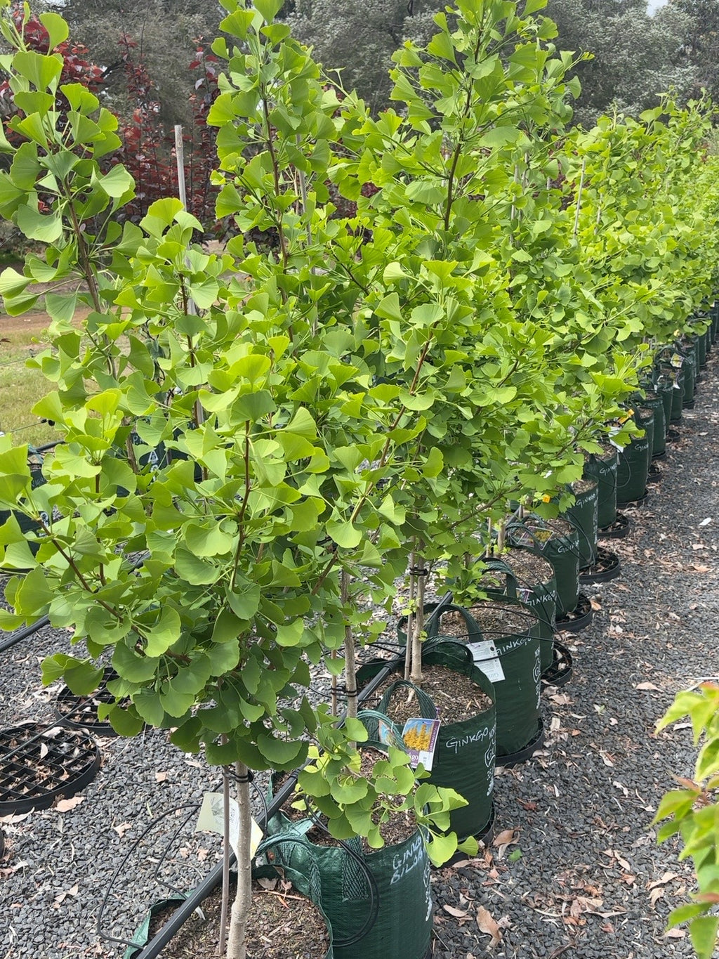 Ginkgo Biloba male (35lt)