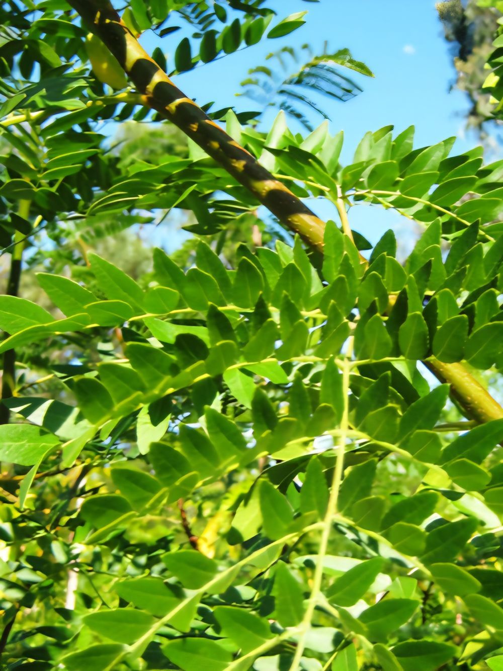 Gleditsia triacanthos Shademaster (45lt)