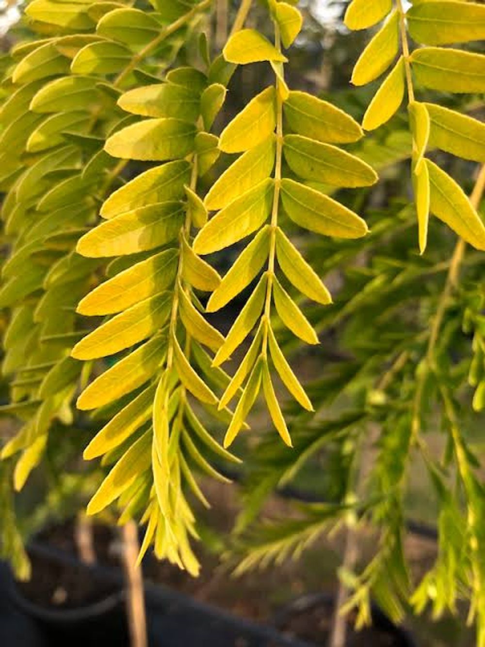 Gleditsia triacanthos var. inermis Sunburst Honey Locust (45lt)