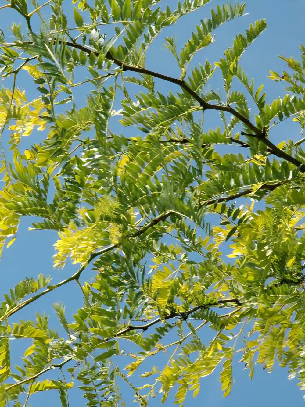 Gleditsia triacanthos var. inermis Sunburst Honey Locust (45lt)