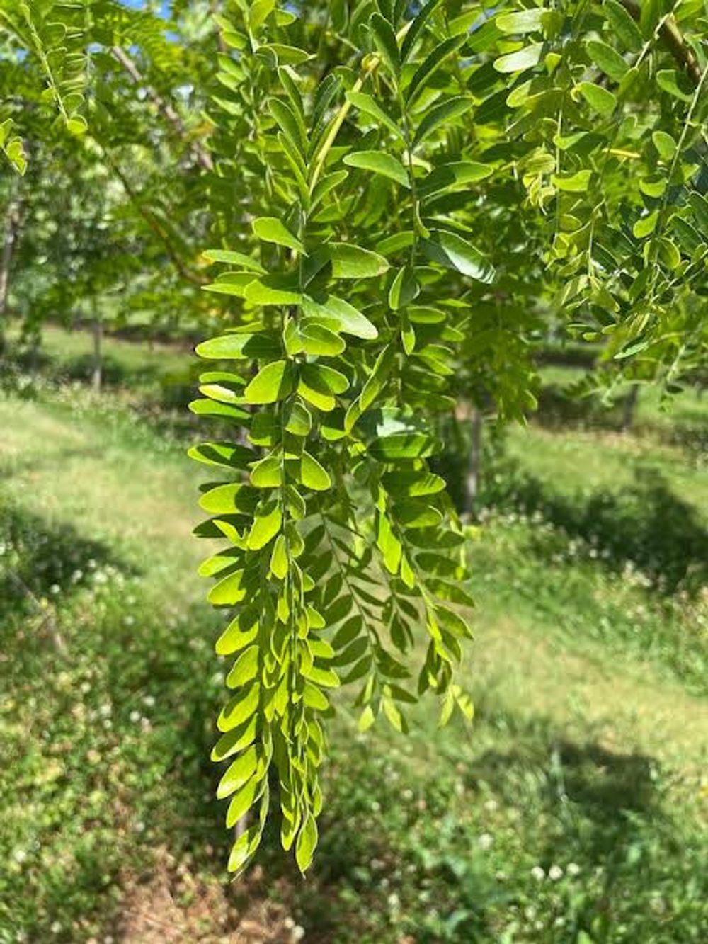 Gleditsia triacanthos var. inermis Sunburst Honey Locust (45lt)