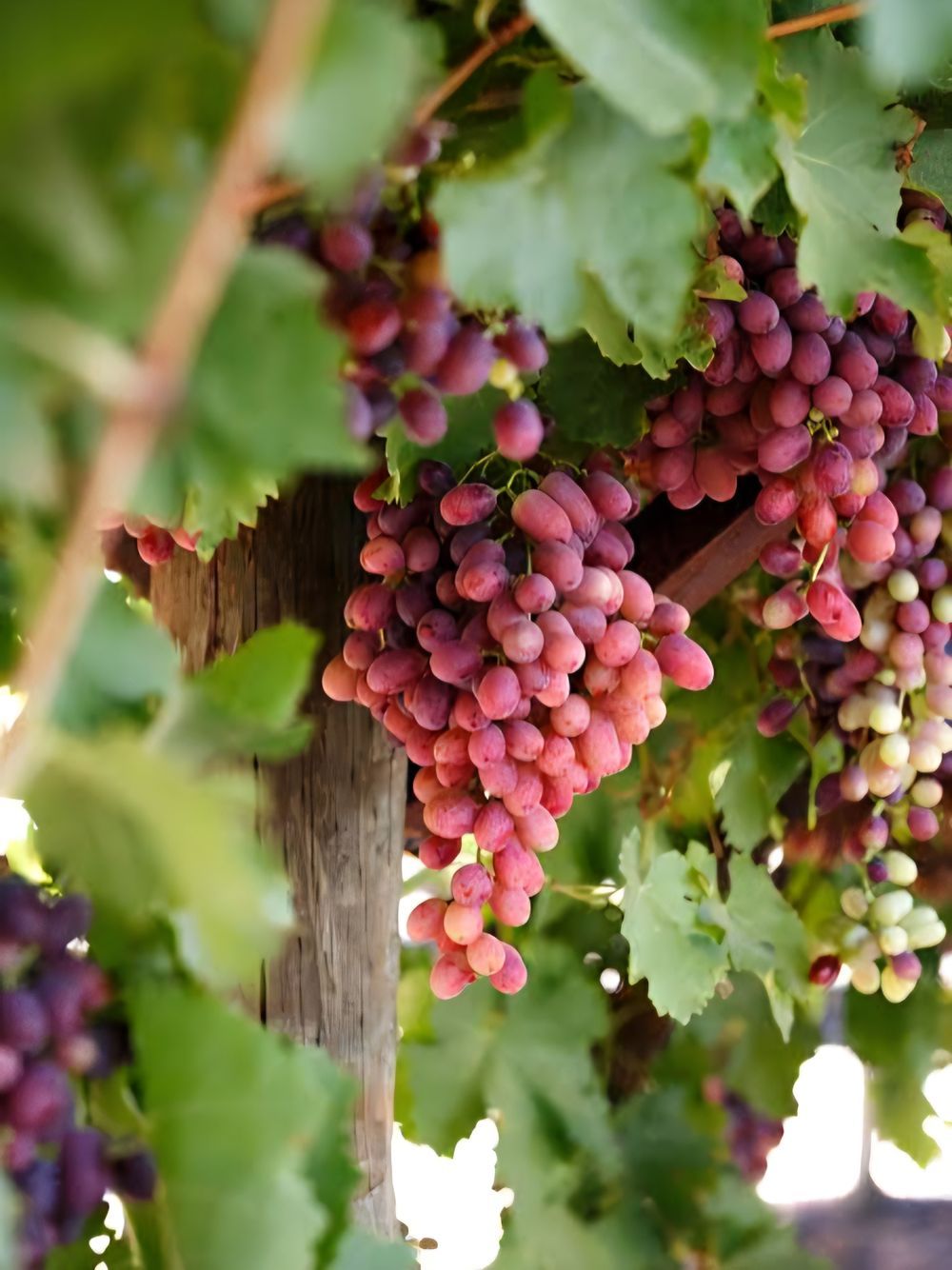 Grape Crimson (20cm)