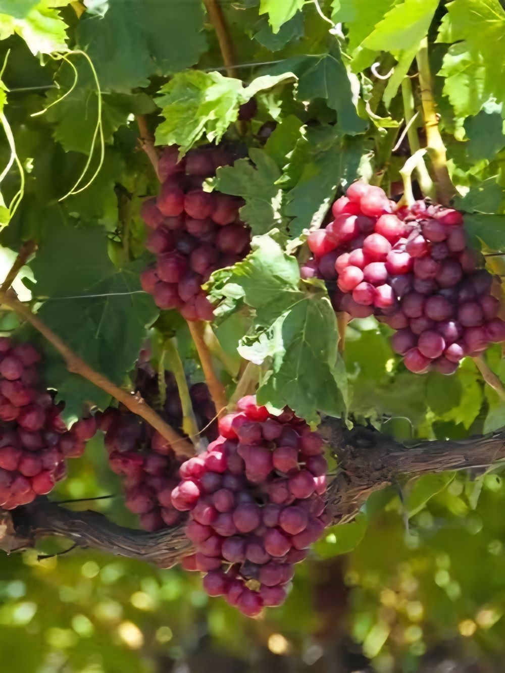 Grape Flame (4lt)