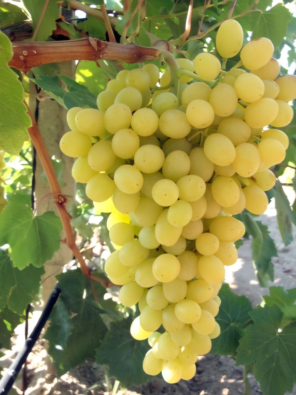 Grape Sultana (20cm)
