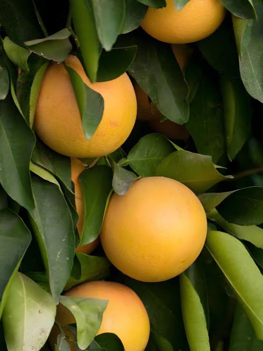 Grapefruit Ruby Blush (4lt)