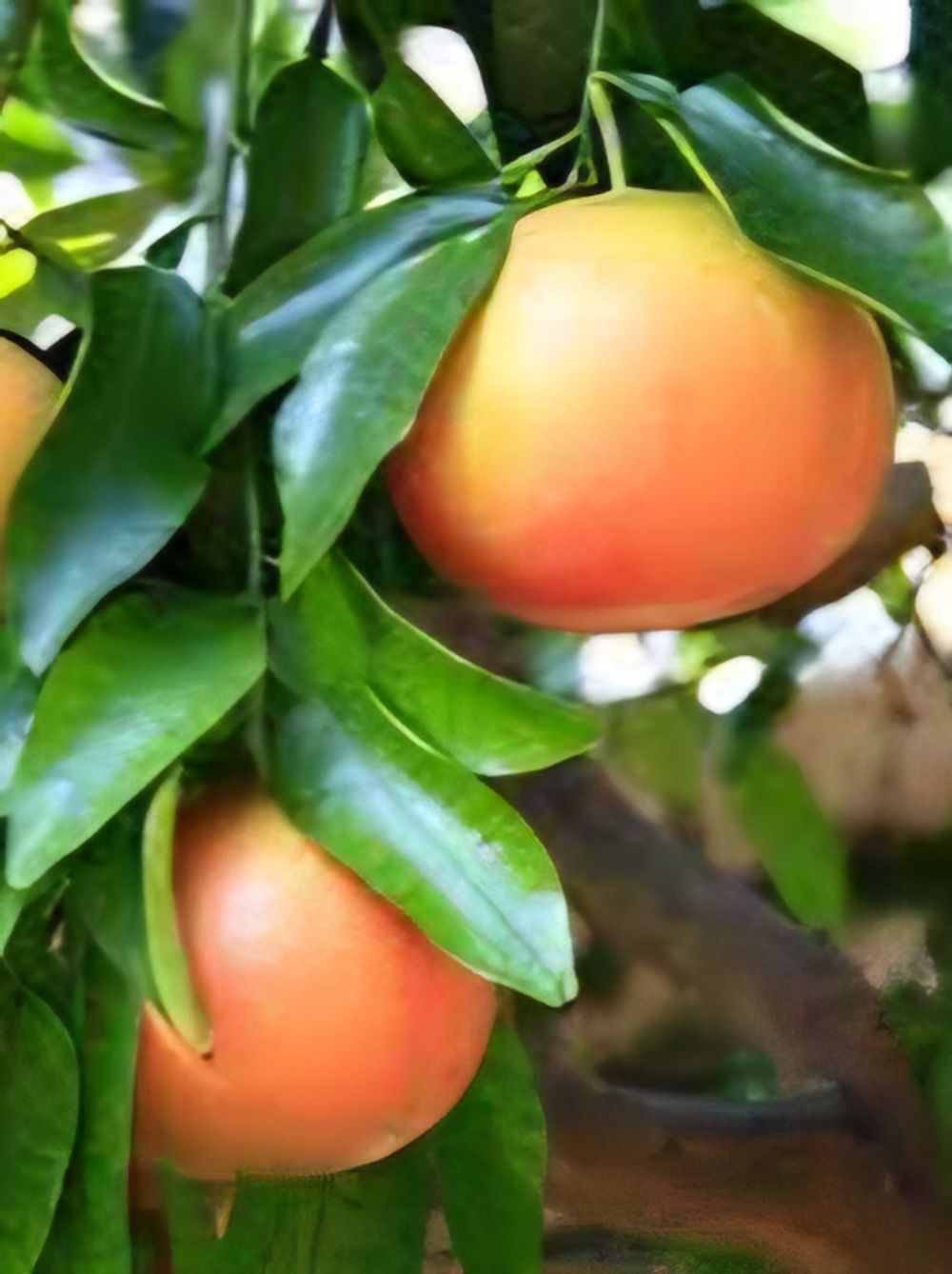 Grapefruit Thompsons Pink (4lt)