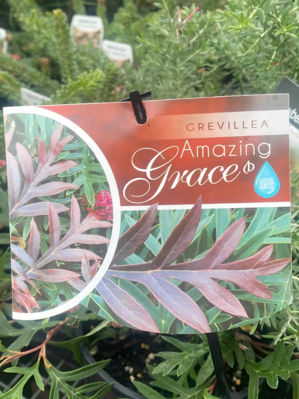 Grevillea Amazing Grace (14cm)