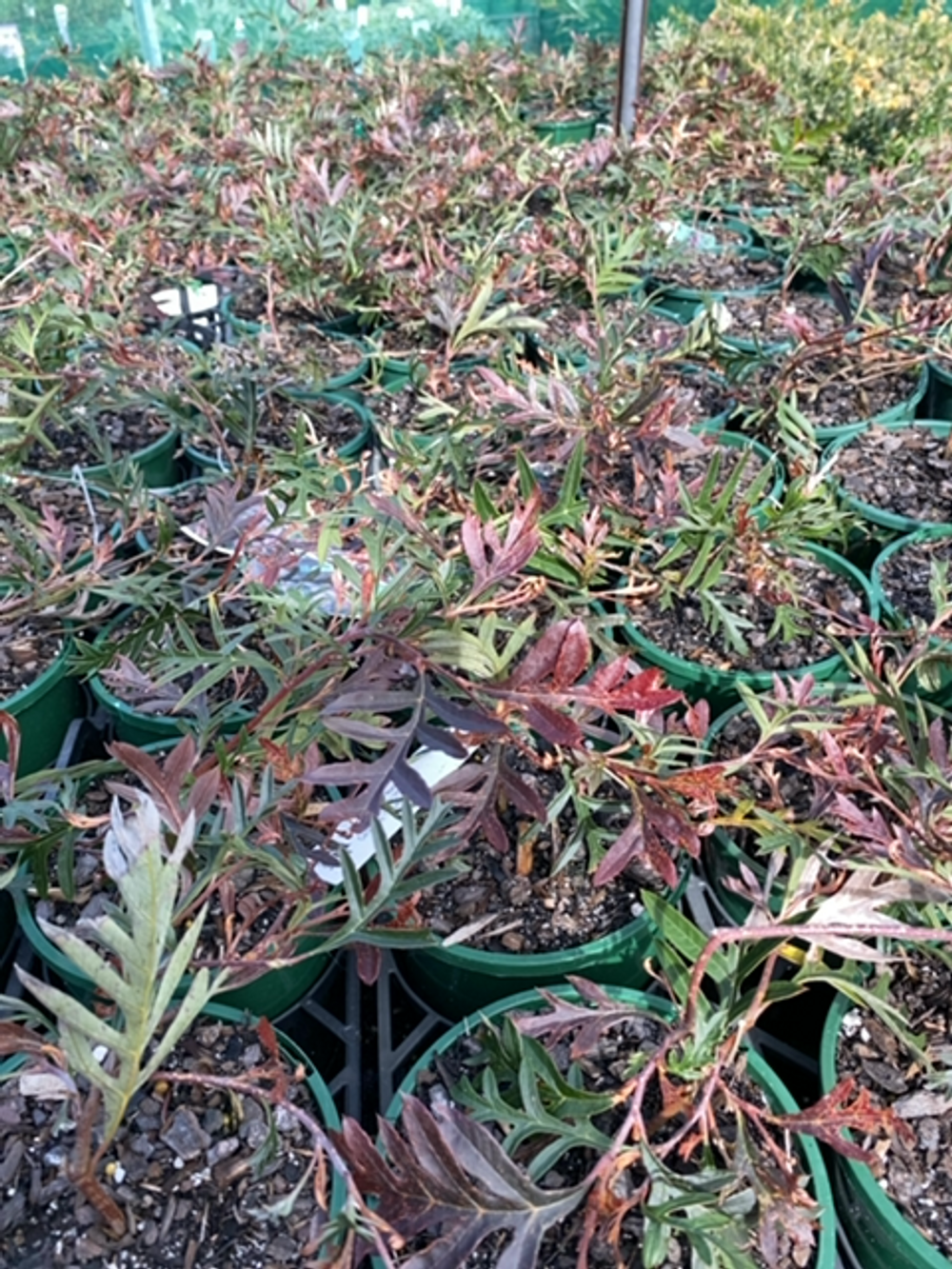 GREVILLEA AMAZING GRACE (14CM)