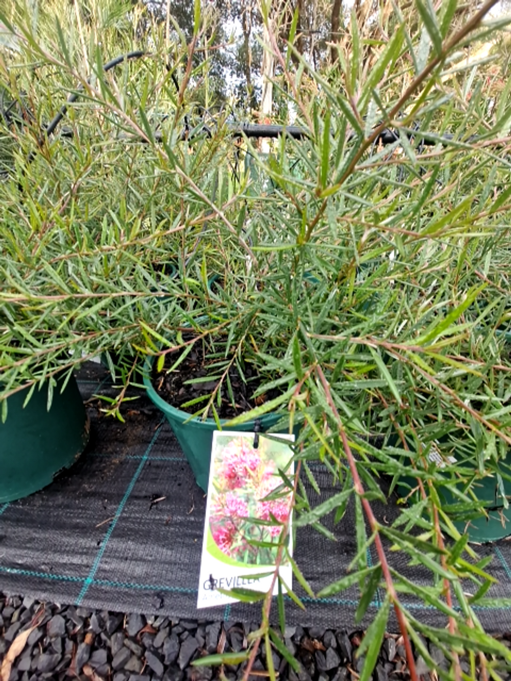 GREVILLEA AMYTHYST (20CM)