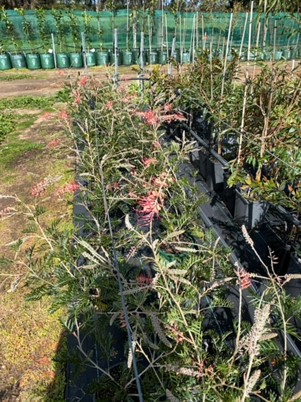 GREVILLEA BIG FOOT (20CM)