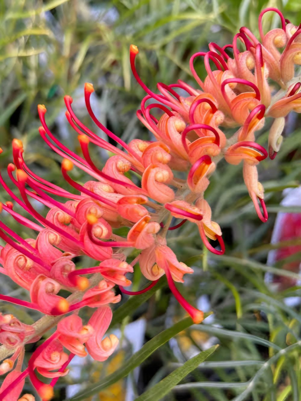 Grevillea Big Foot (20cm)