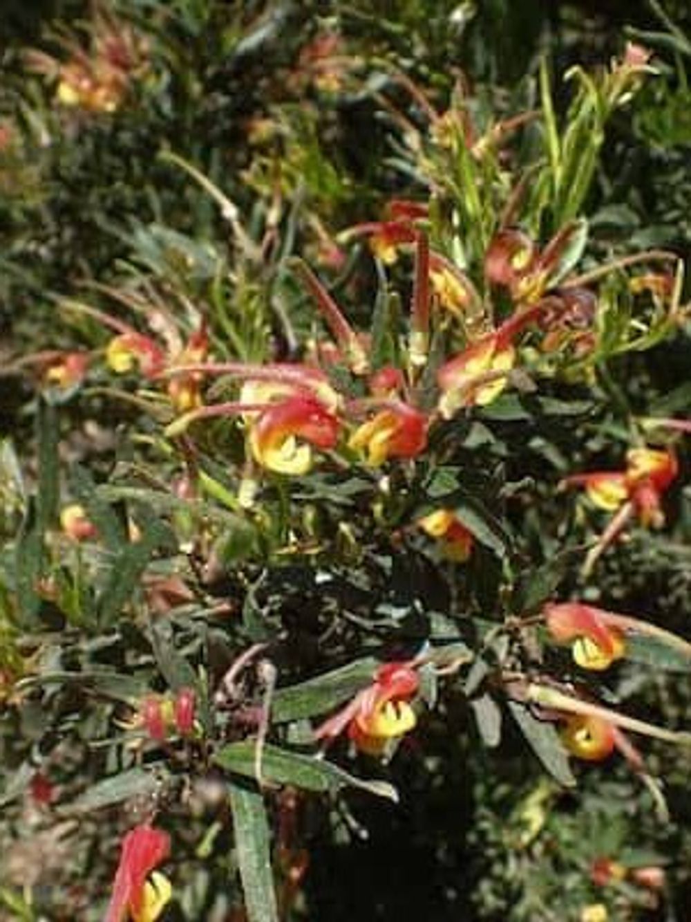 GREVILLEA BONNIE PRINCE CHARLIE (14CM)