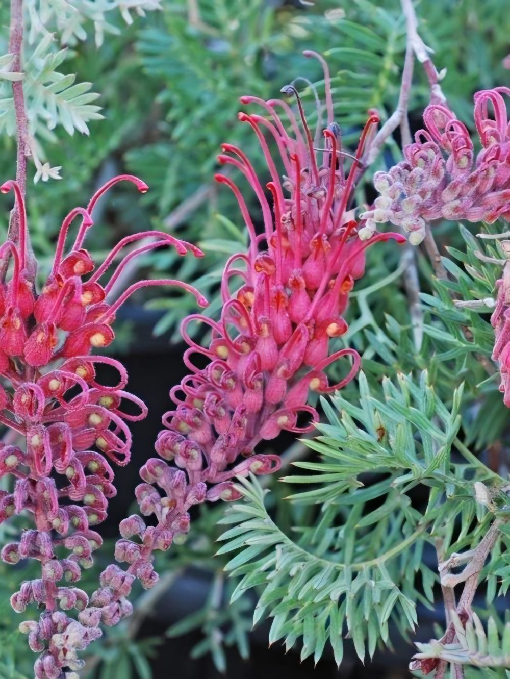 Grevillea Carpet Layer (14cm)