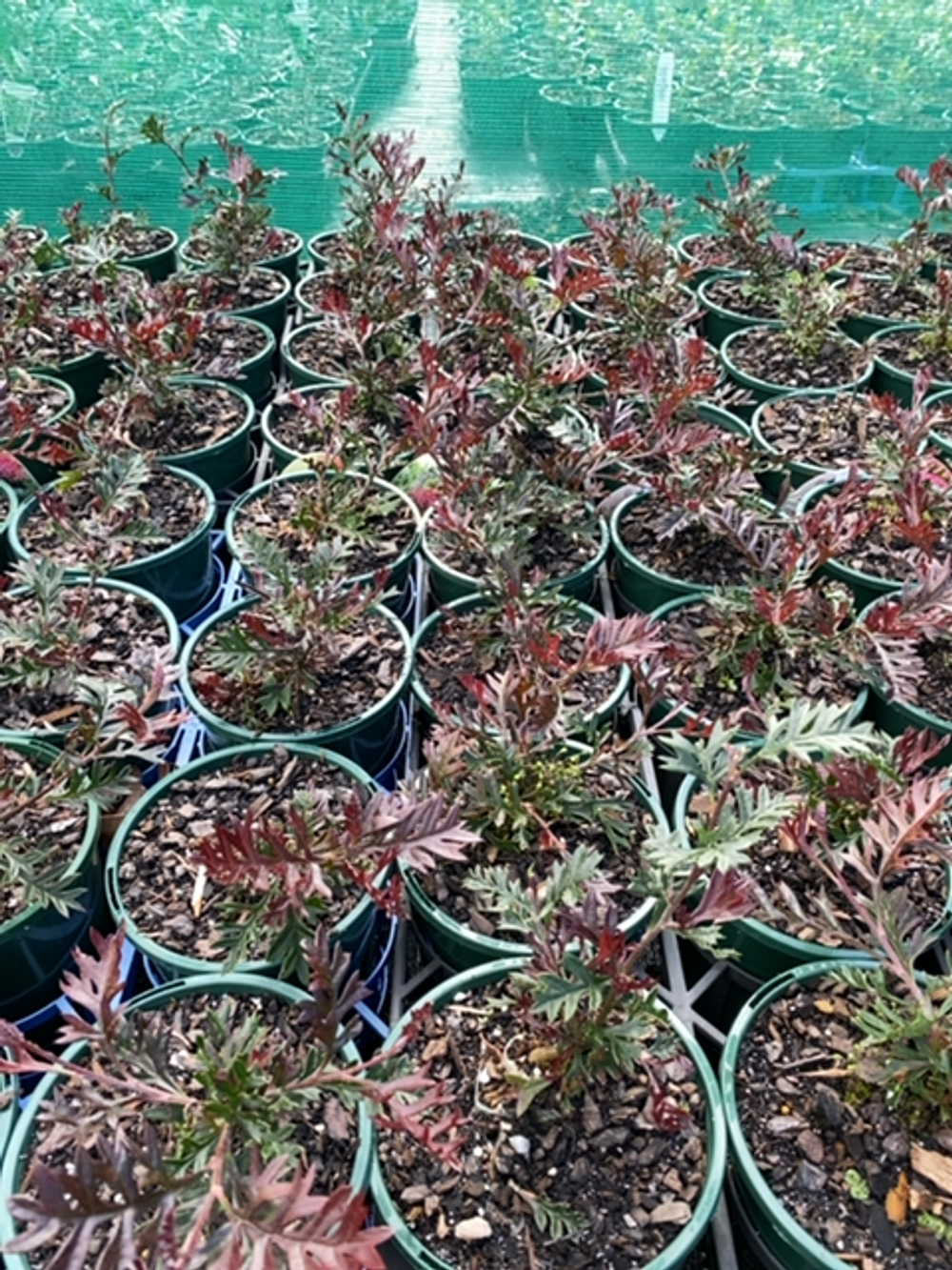 Grevillea Carpet Layer (14cm)