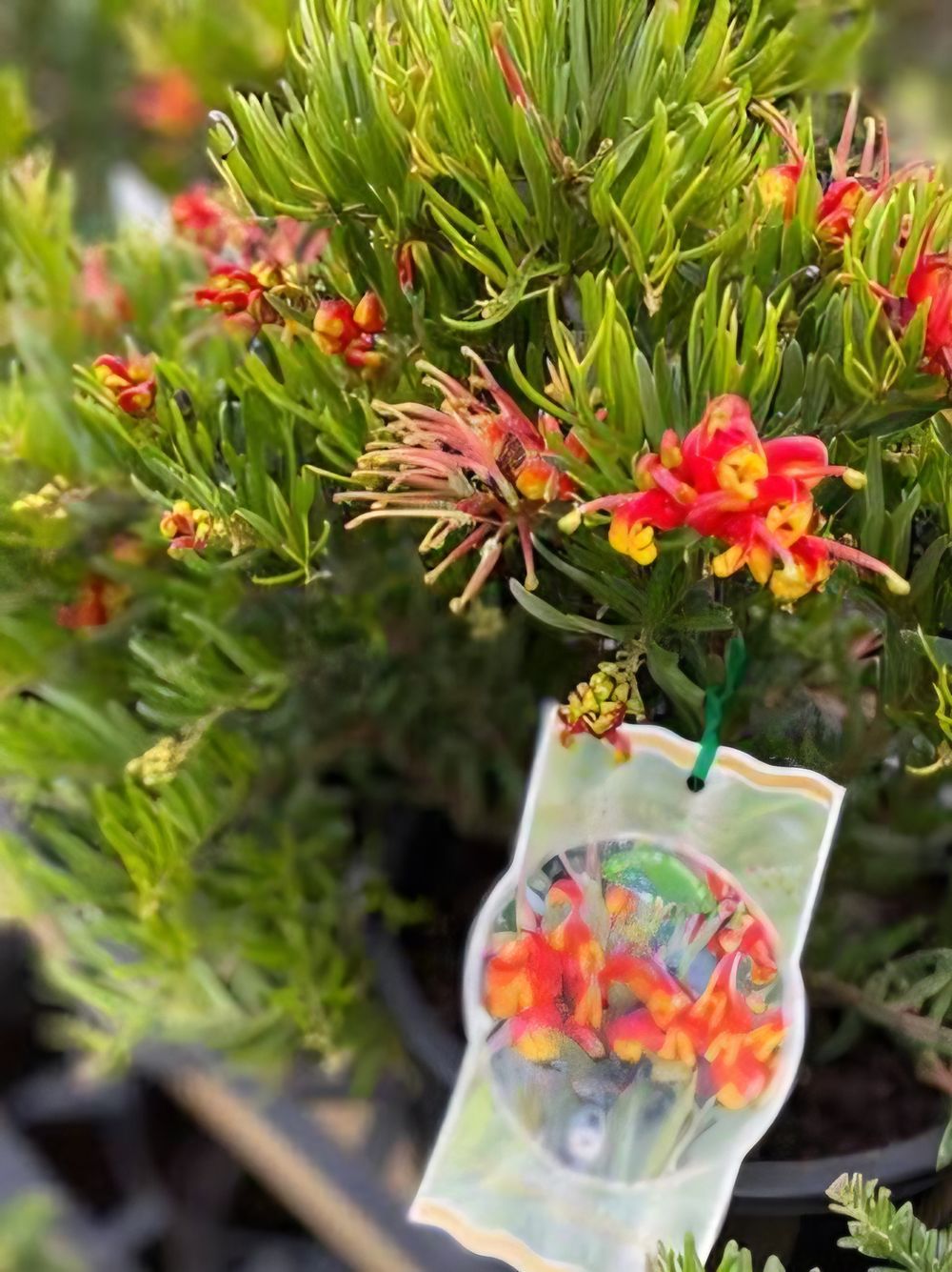 Grevillea Charlies Angel PBR (14cm)