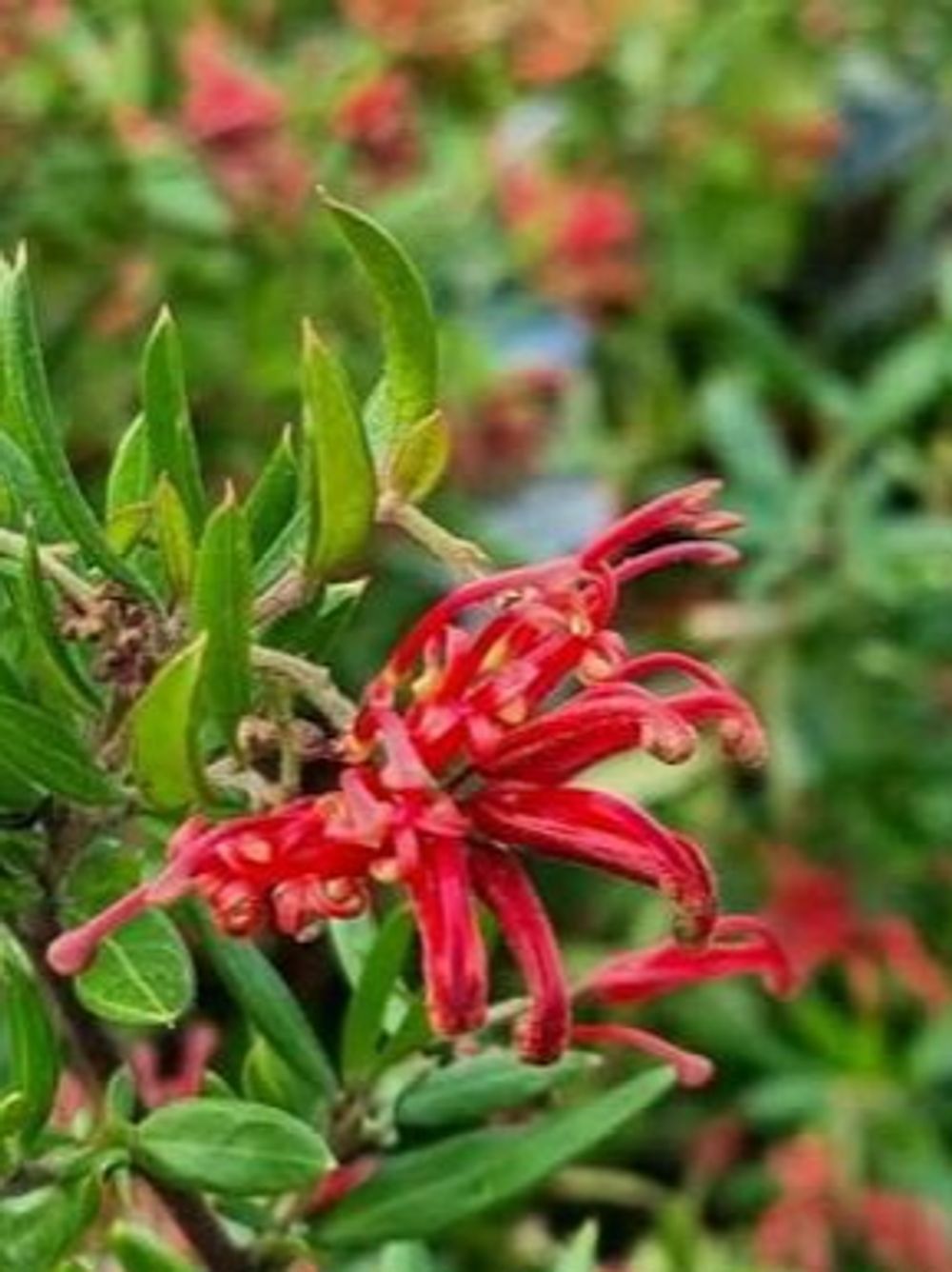 GREVILLEA CHERRY CLUSTER PBR (14CM)
