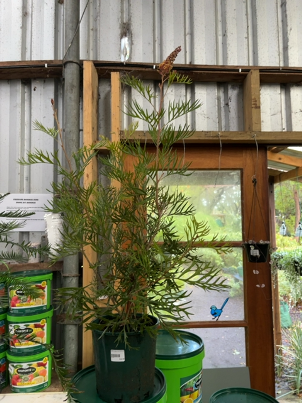 GREVILLEA COCONUT ICE (20CM)