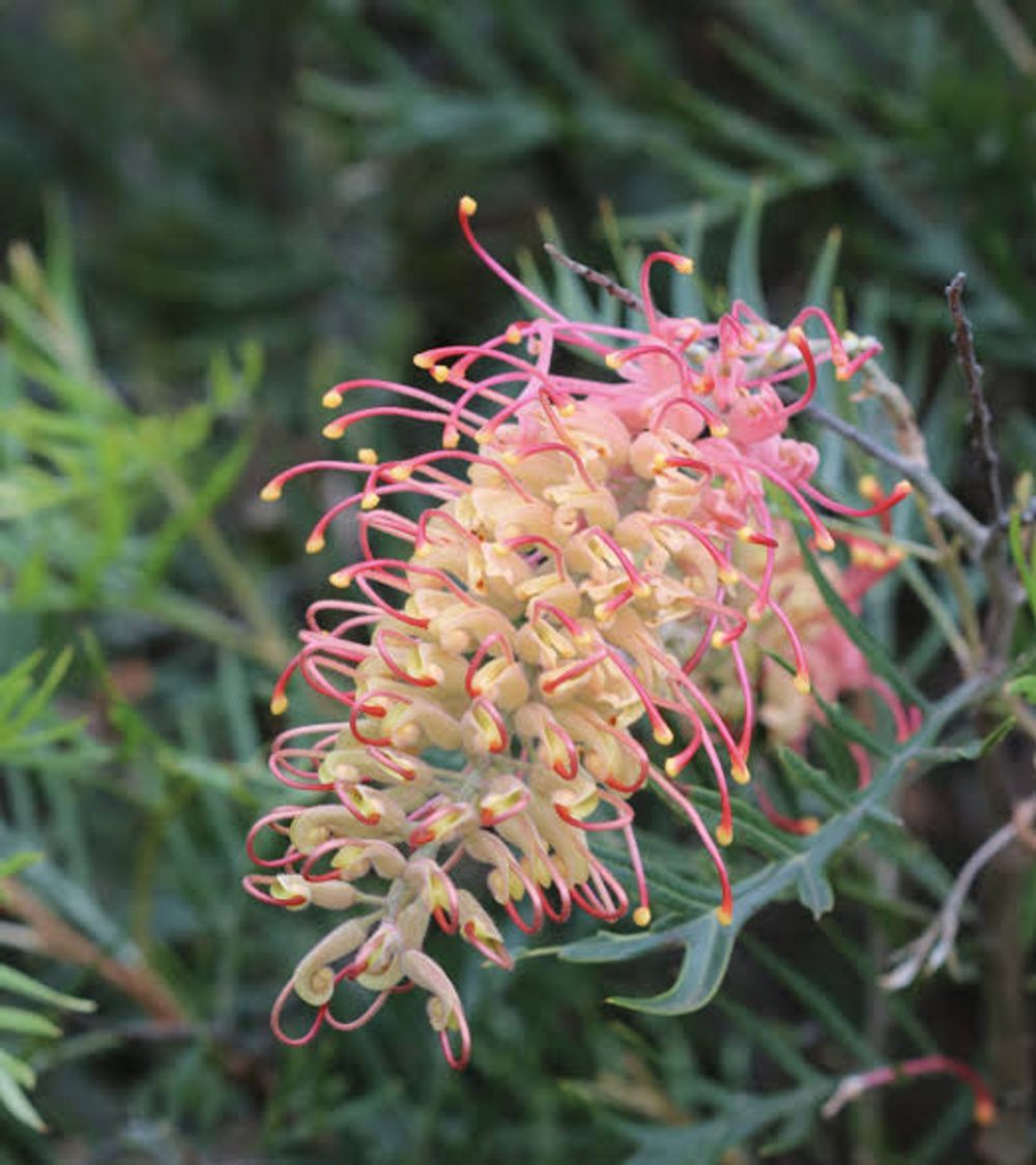 Grevillea coconut Ice (20cm)