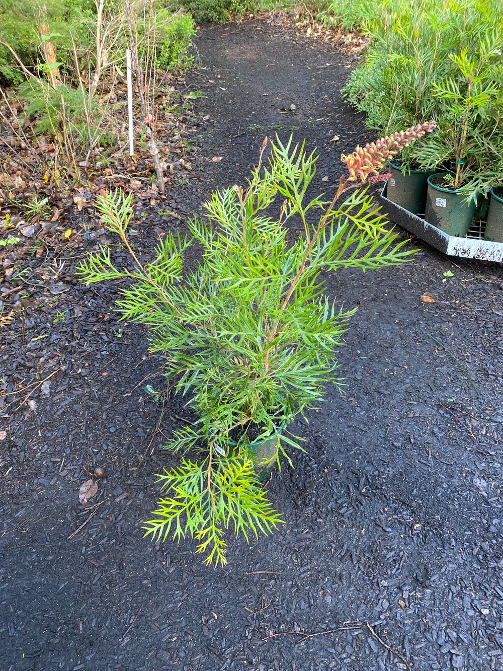 Grevillea coconut Ice (20cm)