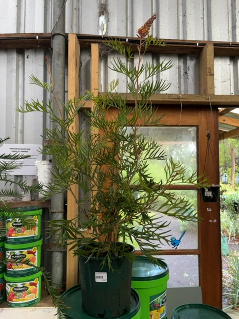 Grevillea coconut Ice (20cm)