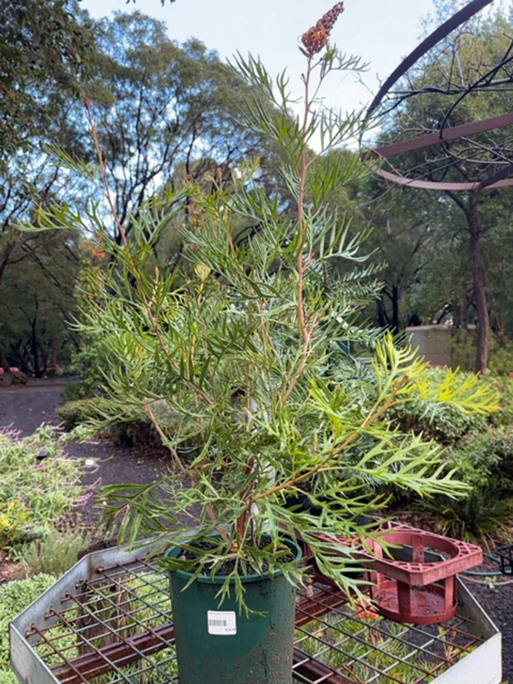 Grevillea coconut Ice (20cm)