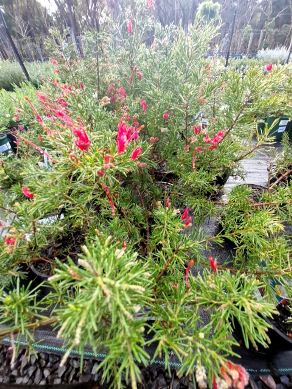 GREVILLEA CRIMSON VILLEA PBR (14CM)