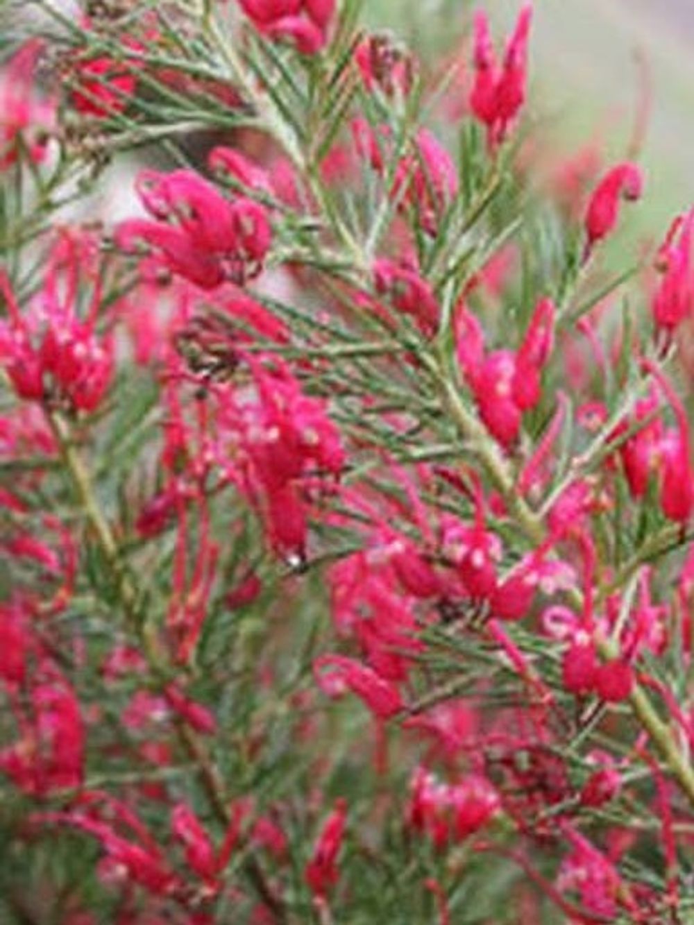 GREVILLEA CRIMSON VILLEA PBR (20CM)