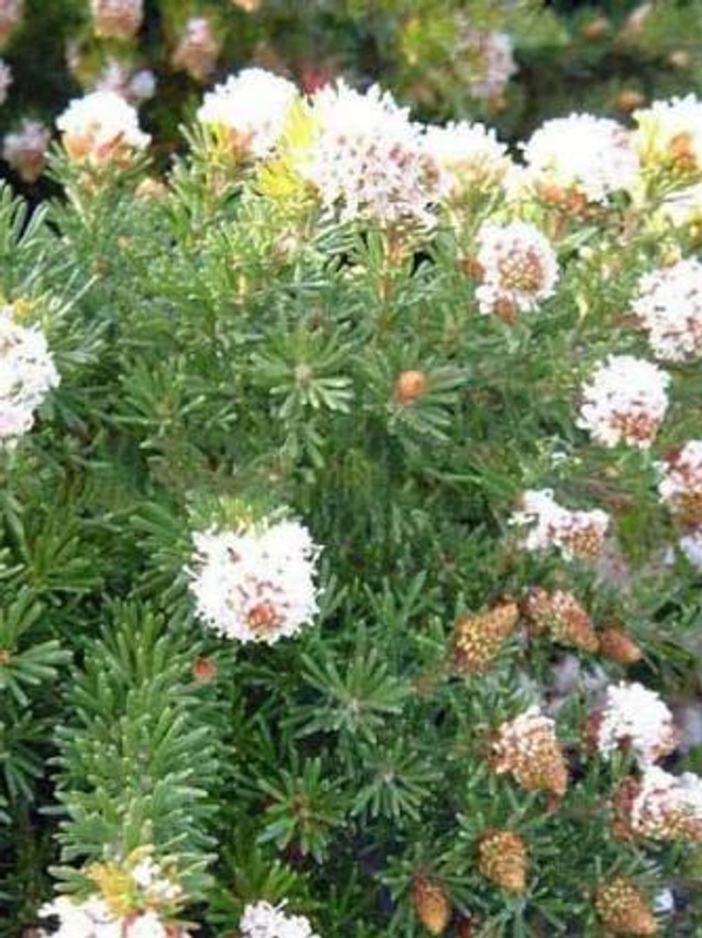 GREVILLEA CRITHMIFOLIA PROSTRATE (14CM)