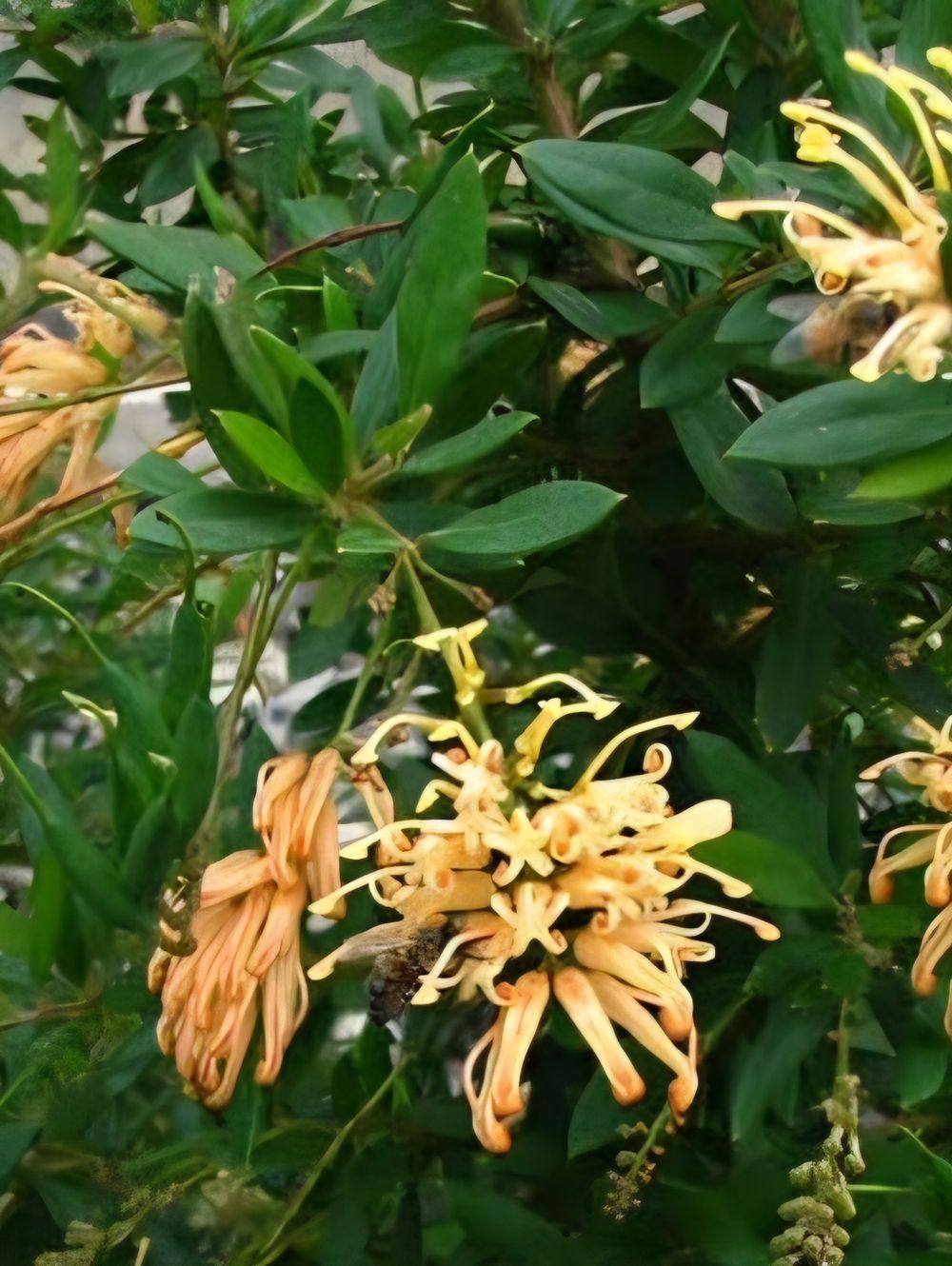 Grevillea Deua Gold(14CM)