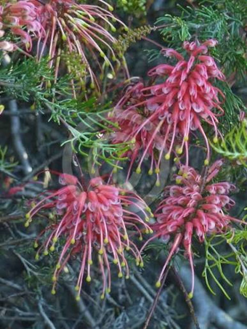GREVILLEA ELLENDALE POOL (20CM)