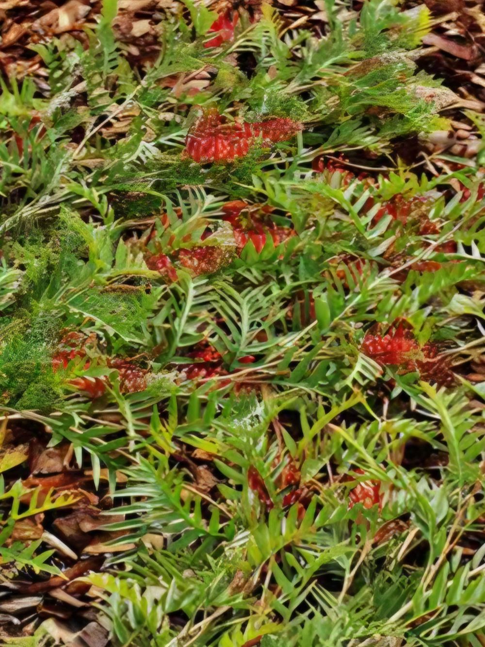 Grevillea Flataz (14cm)