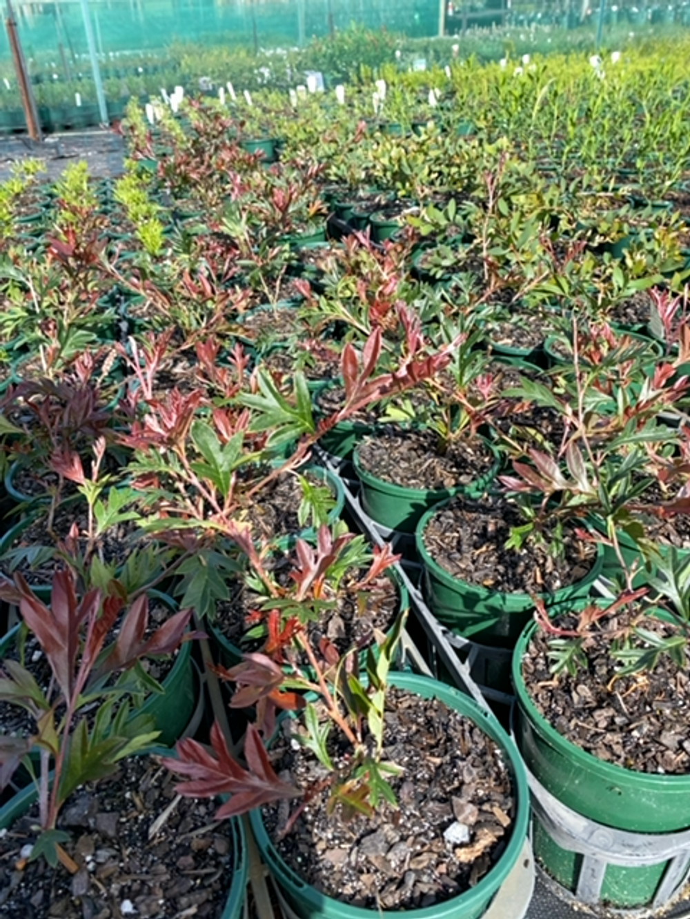 GREVILLEA GAUDICHAUDII (14CM)