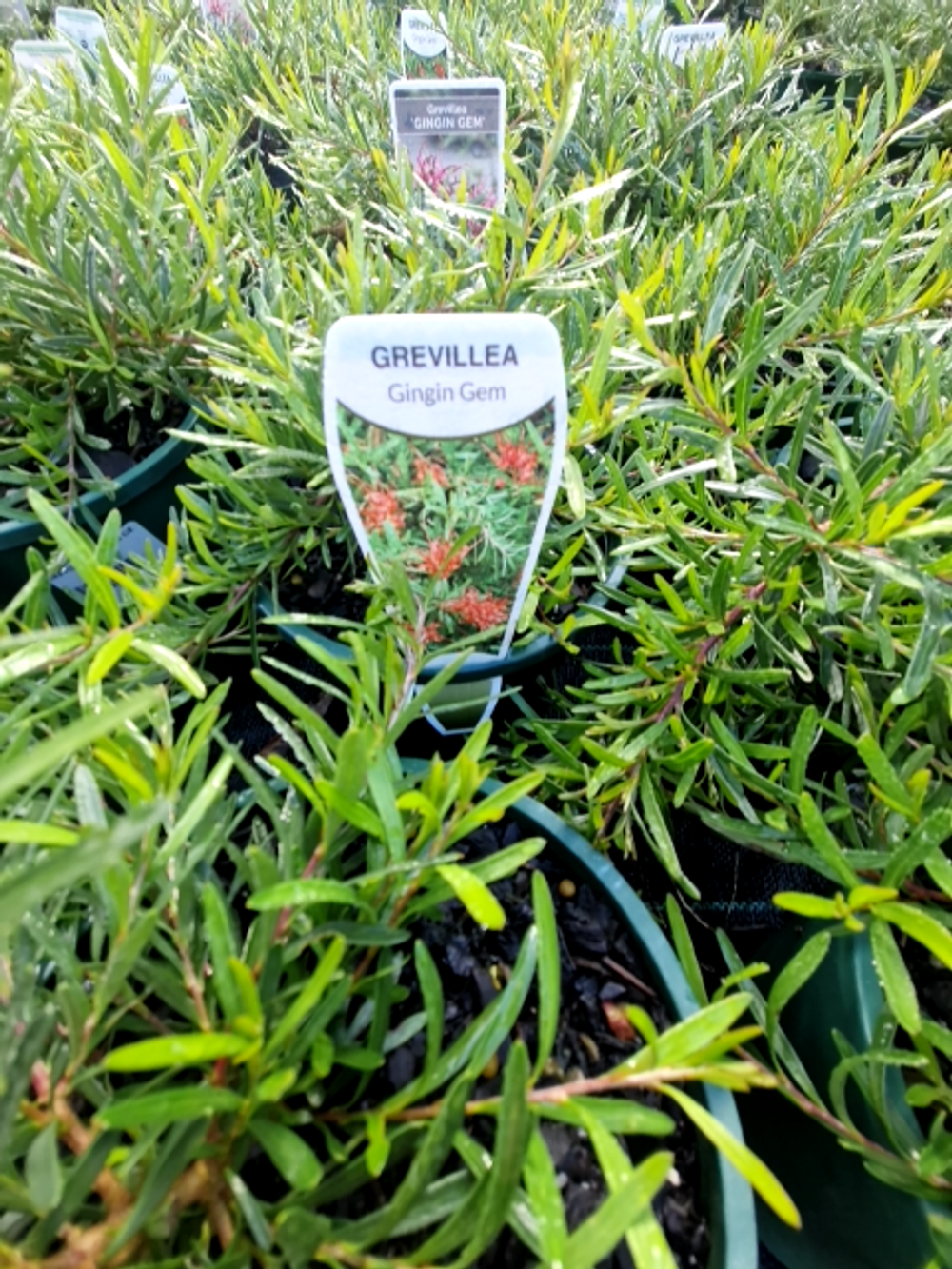 GREVILLEA GIN GIN GEM (14CM)