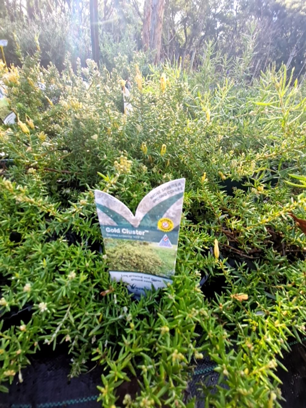 GREVILLEA GOLD CLUSTER PBR (14CM)