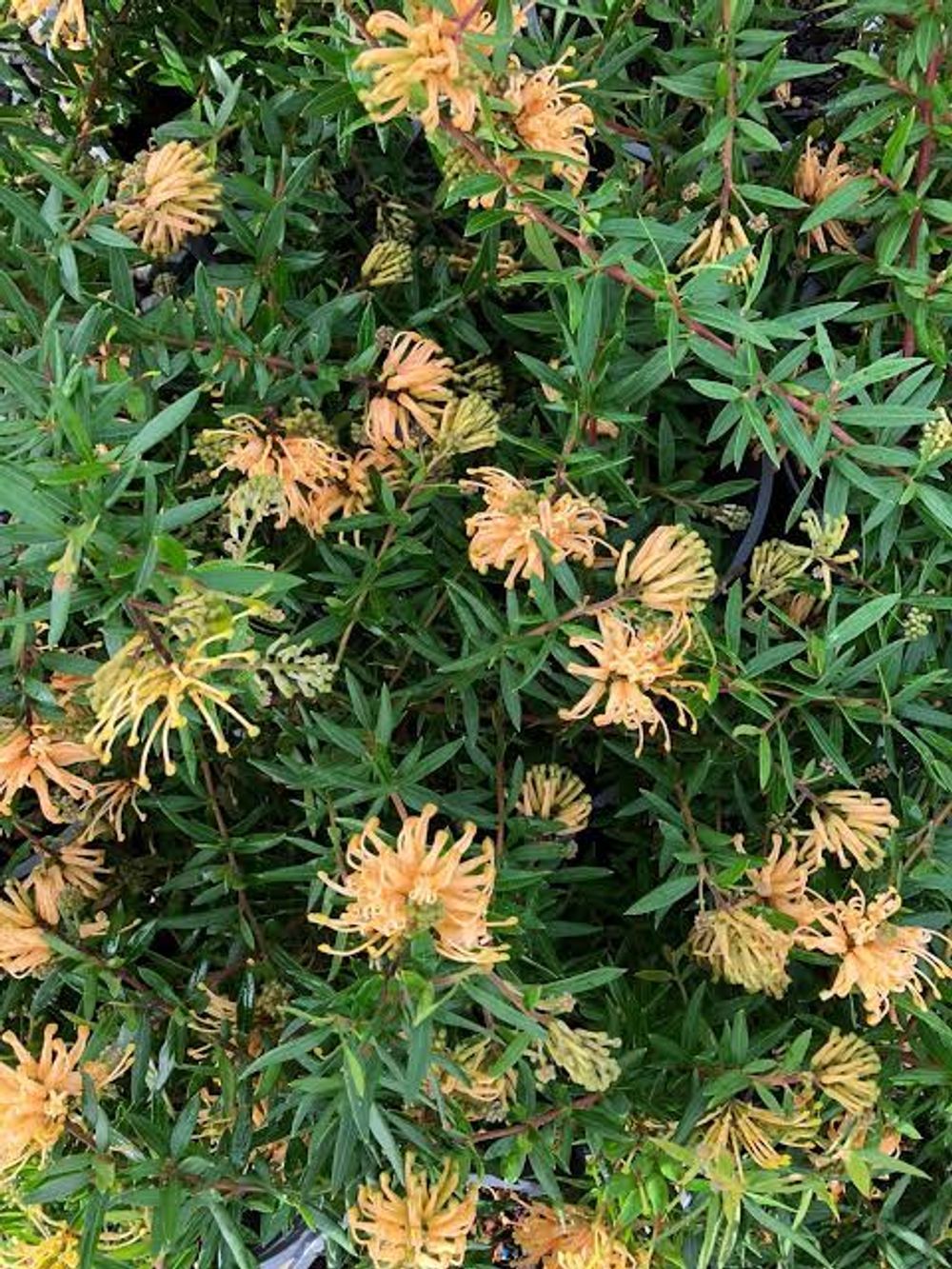GREVILLEA GOLD FEVER (14CM)