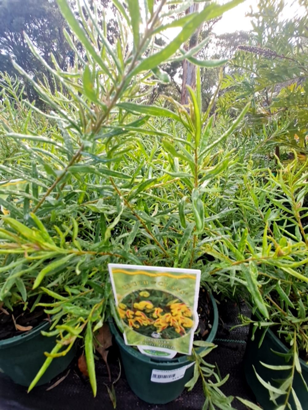 GREVILLEA GOLD RUSH (14CM)