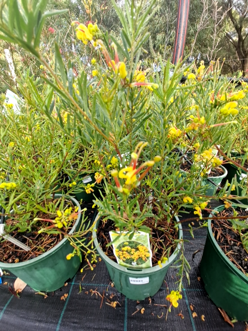 GREVILLEA GOLD RUSH (20CM)