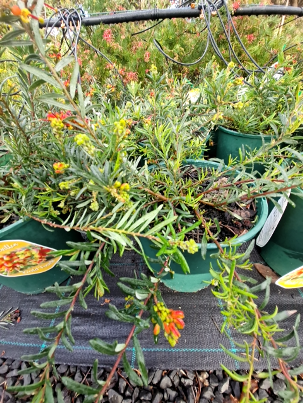 GREVILLEA GOLD TOUCH (20CM)