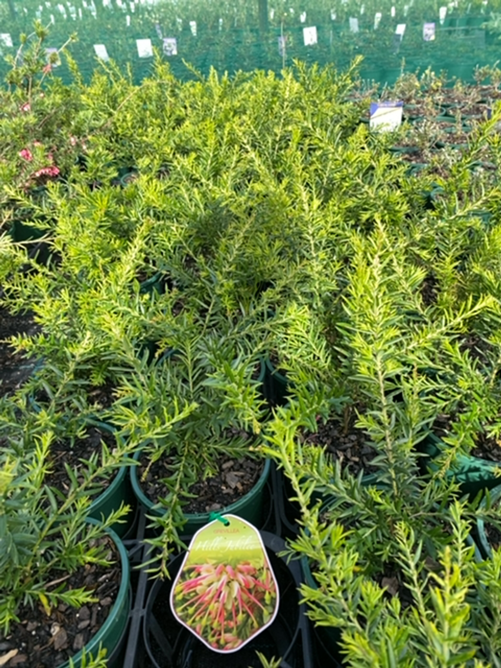 GREVILLEA HILLS JUBILEE (14CM)