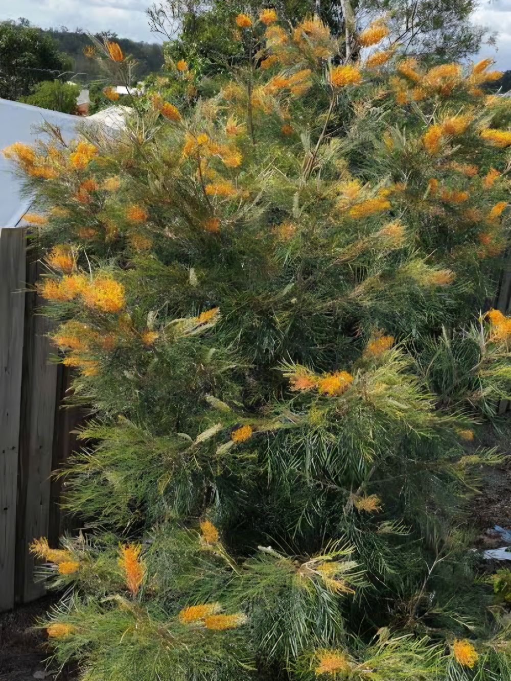 GREVILLEA HONEY GEM (20CM)