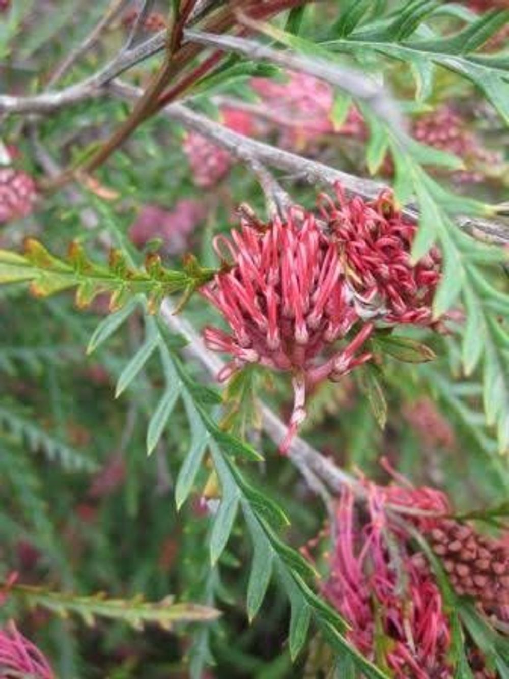 Grevillea Ivanhoe (20cm)