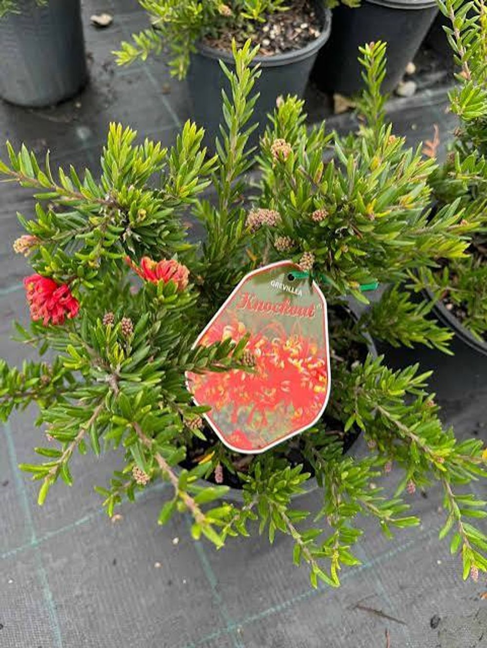 Grevillea Knockout (14cm)